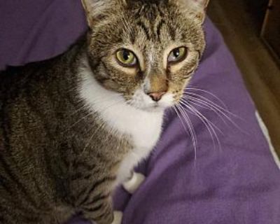 Prince - Domestic Shorthair Male Cat for Adoption