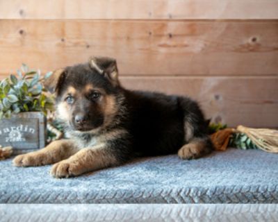7 Weeks Old * Availability Date: 11/21/2025 * Shipping Area: Nationwide * Payment Method: Cash *. These adorable German Shepherd puppies are filled to the brim with love and kisses. They love to play and adventure. They are family raised with children and love to be outside. They are vet checked, up to date on shots and wormer, as well as registered with the AKC! To learn more about these beaut...