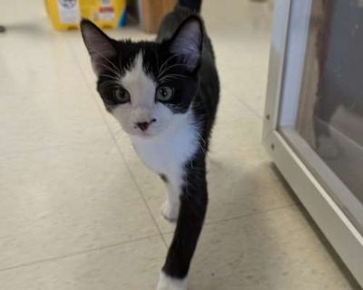 Priya - Domestic Shorthair/Domestic Shorthair Mix Female Cat for Adoption