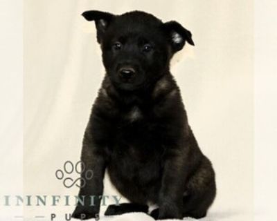 7 Weeks Old * Size at Maturity: Medium * Availability Date: 11/18/2025 * Shipping Area: Nationwide * Payment Method: Personal Check, Paypal, Credit Cards, Cash *. This sweet CKC Belgian Malinois puppy is looking for a great FURever home! Intelligent, loyal and energetic this puppy is sure to be a fun and active part of your daily life. Comes with a 1 year Genetic Health Guarantee, up-to-date wi...