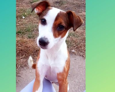 To apply for this dog, Submit an Application at K9Lifeline.com WOW! What an outstanding temperament Lucy Lou has. She is friendly & outgoing with everyone she's met. Lucy Lou is a Happy-Go-Lucky girl. She just turned 9 Months old & weighed in at 17 pounds on 11/3. Lucy Lou is loads of fun & funny entertainment. She loves to play with other dogs and when other dogs aren't an option she'll throw ...