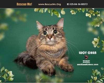 LUCY CHEN - Female Kitten Maine Coon / Domestic Cat for Adoption