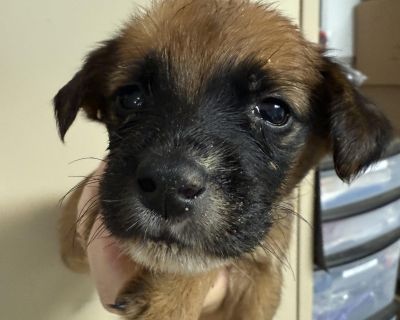 Thea - Chihuahua Mix Female Puppy for Adoption