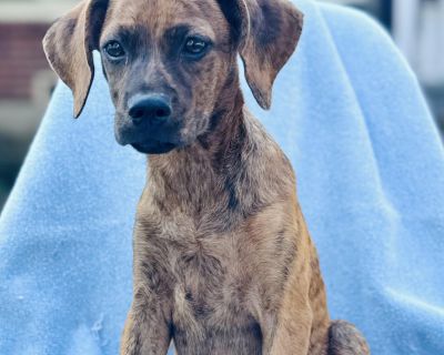 Hazel - Hound & Dachshund Mix Female Puppy for Adoption