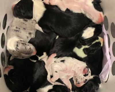 We live and raise our Danes on a small farm in SW Virginia. We have been Dane lovers and parents for over 15 years. As a responsible breeder, we strive for breed standard, conformation, temperament, and strong bloodlines to ensure top quality pets. 
Our breeding pair descend from both championship American European lineage. Dam is harlequin; sire is mantle and both have sweet, loving temperamen...