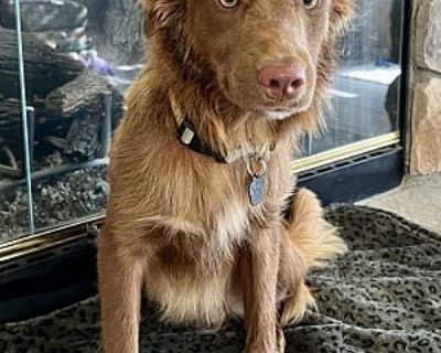 Rusty - Flat-Coated Retriever/Australian Shepherd Mix Male Dog for Adoption