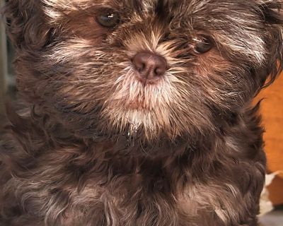 1 Female Shih Tzu Puppy for Sale