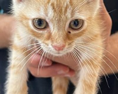 Knox - American Shorthair Male Cat for Adoption