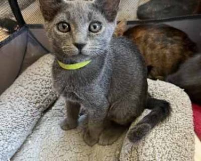 Good with kids Good with cats Shots current Spayed / Neutered Housetrained. Breed Russian Blue Color Gray or Blue Age Kitten Sex Male Pet ID Hair Length short