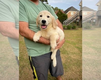 Male 2 - Golden Retriever Male Puppy for Sale