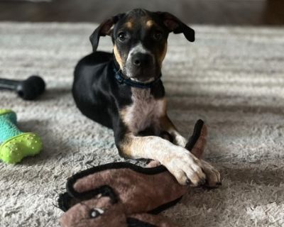 Willow - German Shorthaired Pointer Mix Female Puppy for Adoption