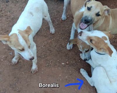 Borealis - Australian Shepherd & Husky Mix Male Puppy for Adoption