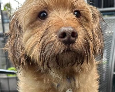 Peady - Cocker Spaniel & Maltese Mix Male Dog for Adoption