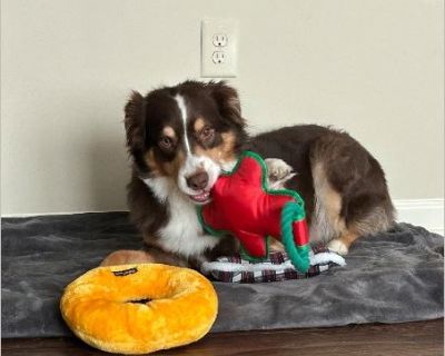 Tricolor Aussie , he's a big baby by heart He needs a active family who can love him and get all his energy out He is registered