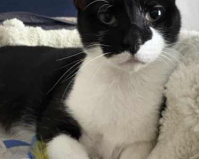 Moving to a new apartment and cannot take her. Sweet cat I've had since kitten. Grew up with two big dogs and an older cat. Curious kitty likes to go outside and see outside feral cats, or just to explore outside. Likes to hang out in her kitty stroller outside in deck. Would do great with other cats.. Good with dogs Good with cats Spayed / Neutered Housetrained. Breed American Shorthair Color ...