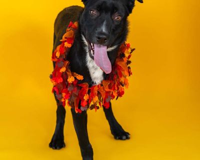Young. Black. Microchipped. Vaccinated. This friend has just arrived to us on transport from a high-intake shelter partner! When our friends are new to us, we are often unsure of their full background. Our staff will spend some time getting to know them and update their bio with more information as we learn. They are pending interactions with animals until they have been cleared by our vet. Ple...