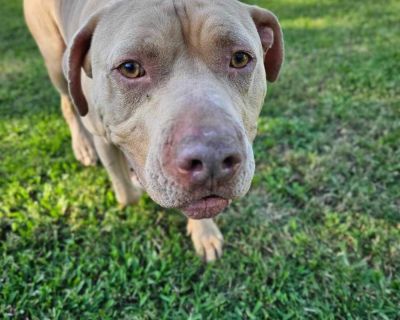 Dante - American Staffordshire Terrier Male Dog for Adoption