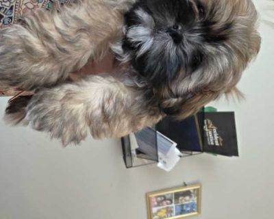 Boy 2 - Shih Tzu Male Puppy for Adoption