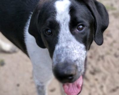 Toby - Pointer & Great Dane Mix Male Dog for Adoption