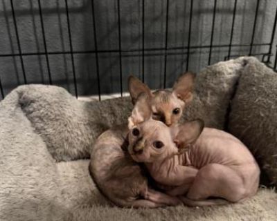 Sphynx Kittens - Bambino Female Kitten For Sale