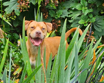 Buddy - Pit Bull Terrier Male Puppy for Adoption