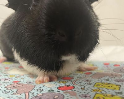 Hero Baby - Guinea Pig Male for Adoption