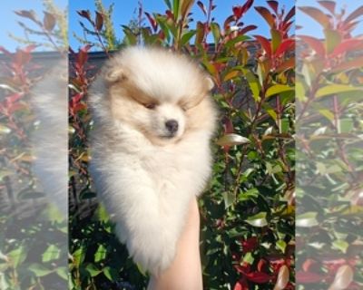6 Weeks Old * Size at Maturity: Small * Availability Date: 11/12/2025 * Shipping Area: Pick Up Only * Payment Method: Cash *. Meet this adorable little fluffball! She s a stunning white and tan parti-color female Pomeranian with a perfect teddy bear face and a soft, fluffy coat that s impossible to resist. Eating solid food already First vaccination will be done Potty trained to go outside Very...