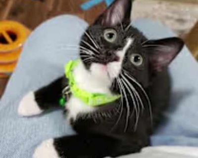 Stomp is the sweetest tuxedo boy. Named Stomp because he loved feet and legs as a baby. He doesn't have a mean bone in his body. He will wrestle with his siblings, but he typically isn't the instigator. He loves his crinkle taco toy and tries to bring it back. I think he could be taught to fetch! He has a loud motor and loves to be on your lap. He loves everyone he sees, and everyone loves him ...