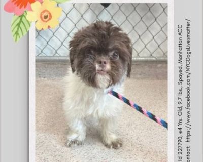 CRISPIES - Female Puppy Shih Tzu mix for Adoption