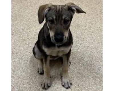 Grace - German Shepherd Dog/Mixed Breed (Medium) Mix Female Puppy for Adoption