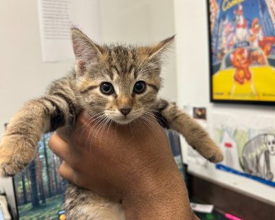 Meet Mercury, the curious sweetheart. She enjoys lots of fun playtime. While she's an energetic little princess, Mercury loves curling up in warm spots and watching her siblings' antics with patient amusement. She's affectionate and easygoing -- a perfect match for someone looking for a gentle, loving kitten to share peaceful moments with.The adoption fee for this pet is $75. This cost includes...