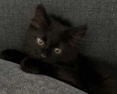 Alexander - Domestic Mediumhair Male Cat for Adoption