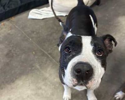 Mickey - American Pit Bull Terrier Male Dog for Adoption