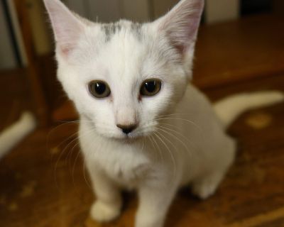 Little Dipper is quite the mischievous character. He s very curious and loves playtime. He would do best in a home with another playful kitty. If interested in adoption, complete an application at apa-pets.org.. Characteristics Curious, Funny House-trained Yes Health Vaccinations up to date, spayed / neutered.. Kitten Male Medium