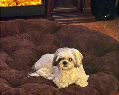 Lola - Female Senior Shih Tzu for Adoption