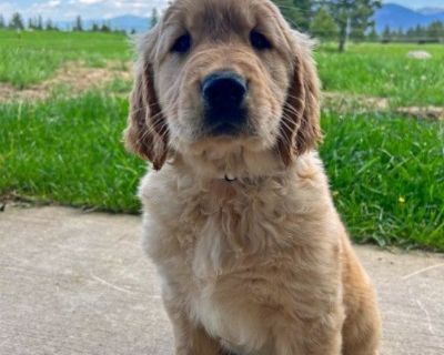 AKC Golden Retriever Puppies