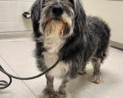 Minnie - Schnoodle/Mixed Breed (Small) Mix Female Dog for Adoption