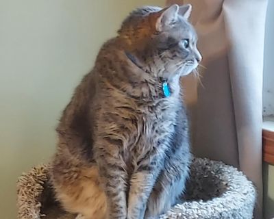 Chloe is a 10 year old female cat who is spayed and microchipped. Unfortunately, her previous owner can no longer care for her and she is looking for her new forever home. Chloe is a very cuddly cat who enjoys interacting with her current foster family and their two small boys, getting all the pets she can, and sitting in a sunny window or someone's lap. She would be a great companion looking f...