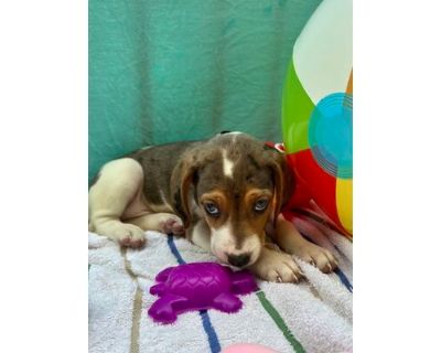 Melon - Treeing Walker Coonhound/Mixed Breed (Medium) Mix Male Puppy for Adoption