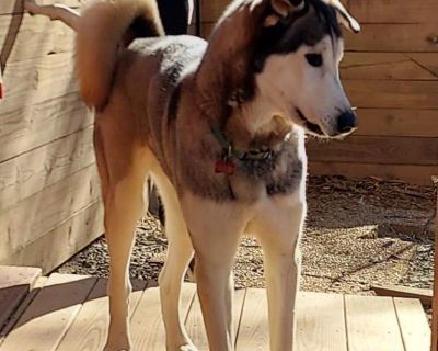 Astro - Husky & Anatolian Shepherd Mix Male Dog for Adoption