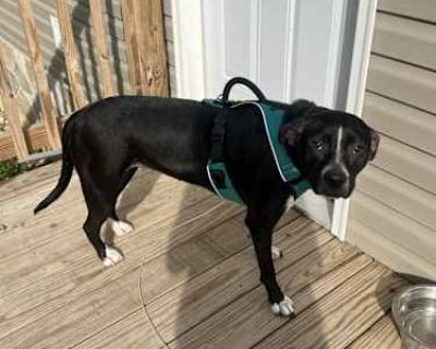 Millie - Labrador Retriever Female Dog for Adoption
