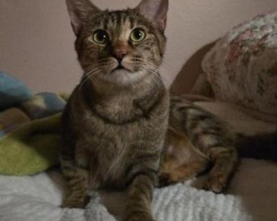 Honey - Domestic Long Hair & Tabby Mix Female Cat for Adoption