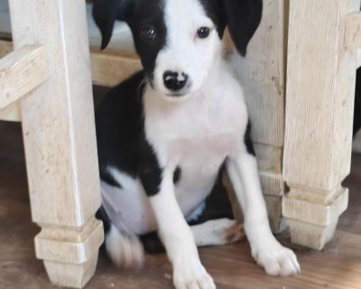 Spirit - Border Collie Mix Female Puppy for Adoption