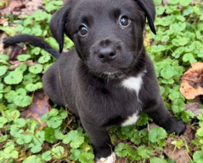 Xander is a loving and affectionate puppy who adores being close to his people. He is a true mama's boy, always seeking cuddles and attention, and thrives on gentle affection. While he enjoys playtime, he strikes a perfect balance between being playful and calm, showing off his sweet, easygoing personality. His early life was uncertain. He and his mother and seven siblings were scheduled for eu...
