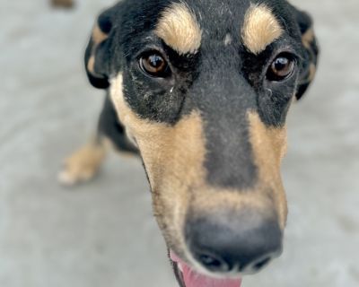 Health Vaccinations up to date, spayed / neutered.. Young Male Medium Black , Yellow / Tan / Blond / Fawn