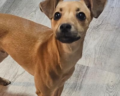 Obi - Chihuahua & Miniature Pinscher Mix Male Dog for Adoption