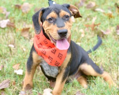 ELI - Beagle & Australian Cattle Dog / Blue Heeler Mix Male Puppy for Adoption