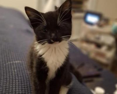 Oreo - Domestic Female Kitten For Sale