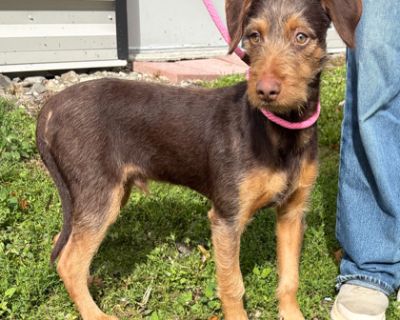 Tucker - Miniature Pinscher & Dachshund Mix Male Puppy for Adoption