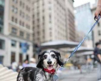 Poli (bonded with Roli) - Dachshund Male Dog for Adoption